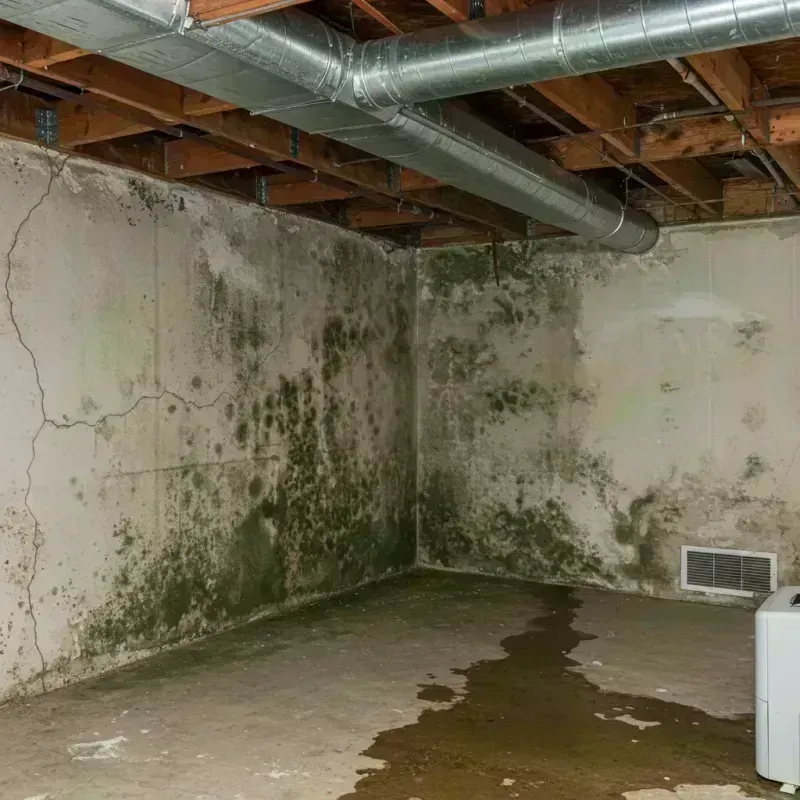 Professional Mold Removal in La Grange, IL